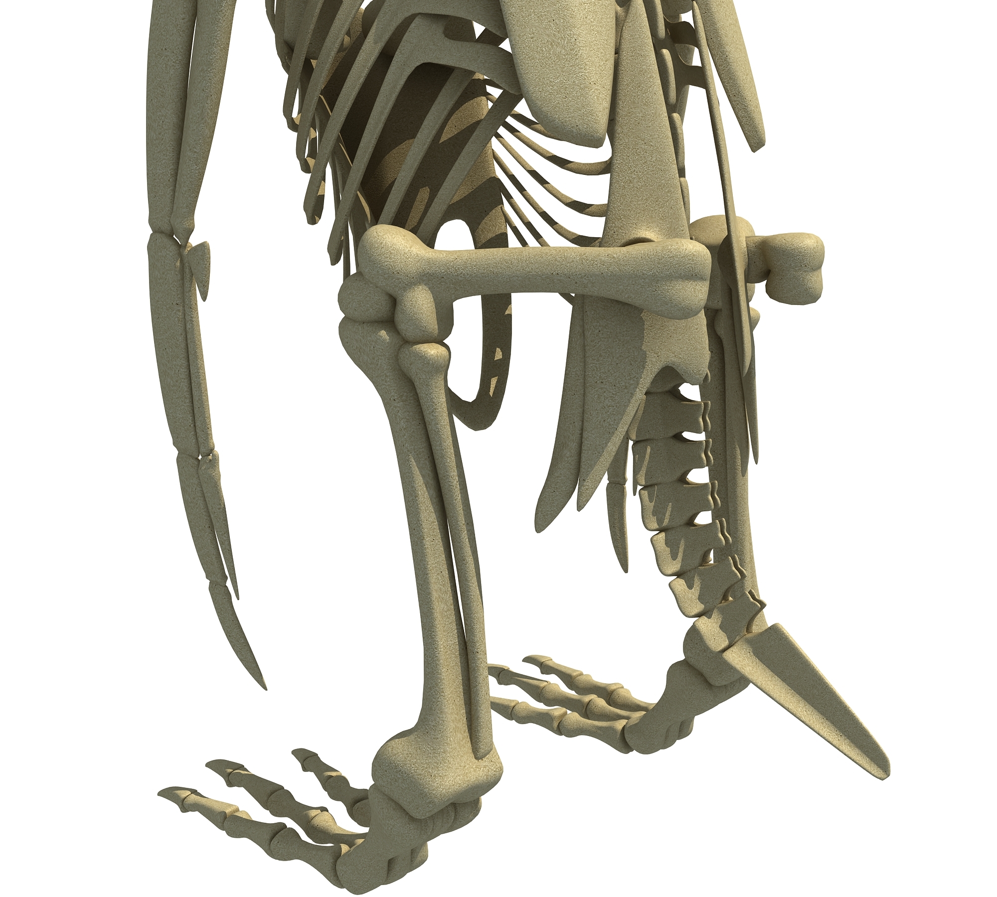 企鹅骨骼复原图图片