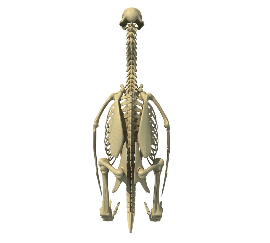 penguin skeleton 3d model