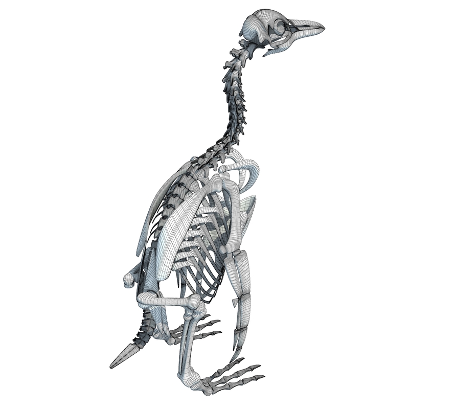 penguin skeleton 3d model