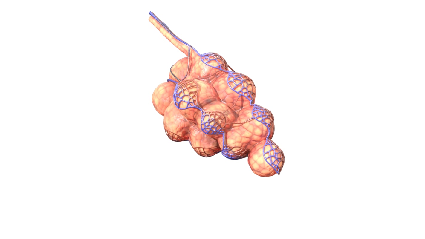 pulmonary-alveoli-3d-model