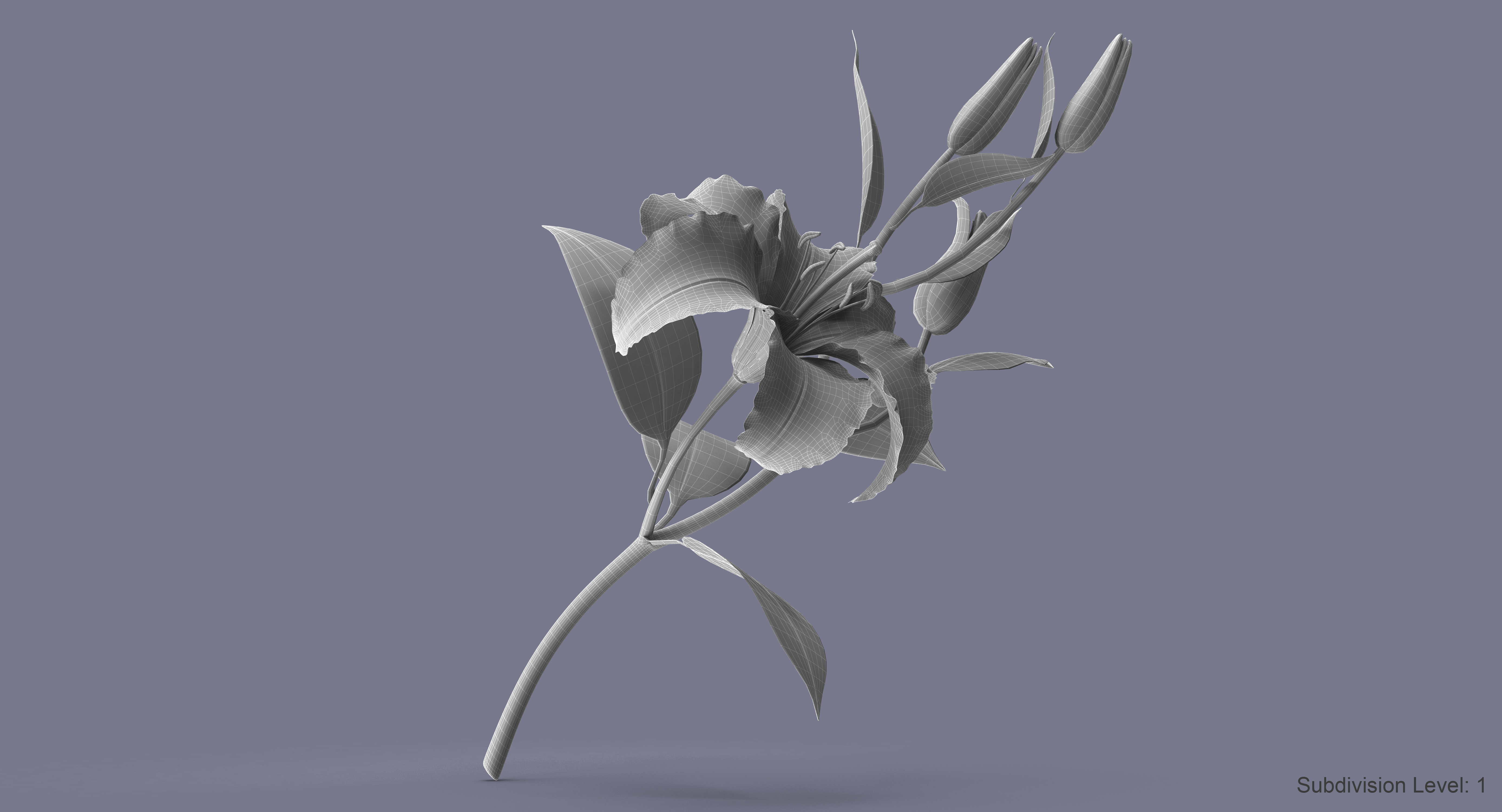 3d model lily petal leaf