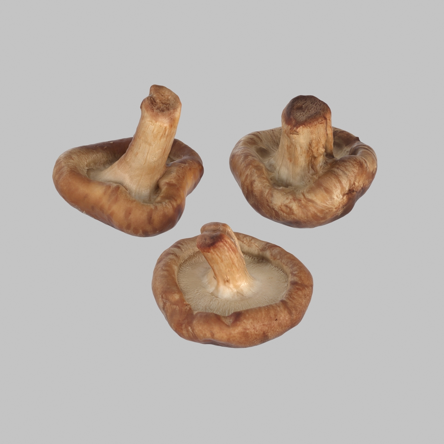 蘑菇 3D模型 $29 - .lwo .fbx .obj .max - Free3D