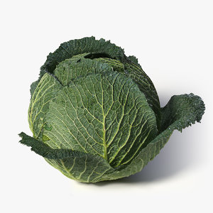 realistic cabbage 3d obj