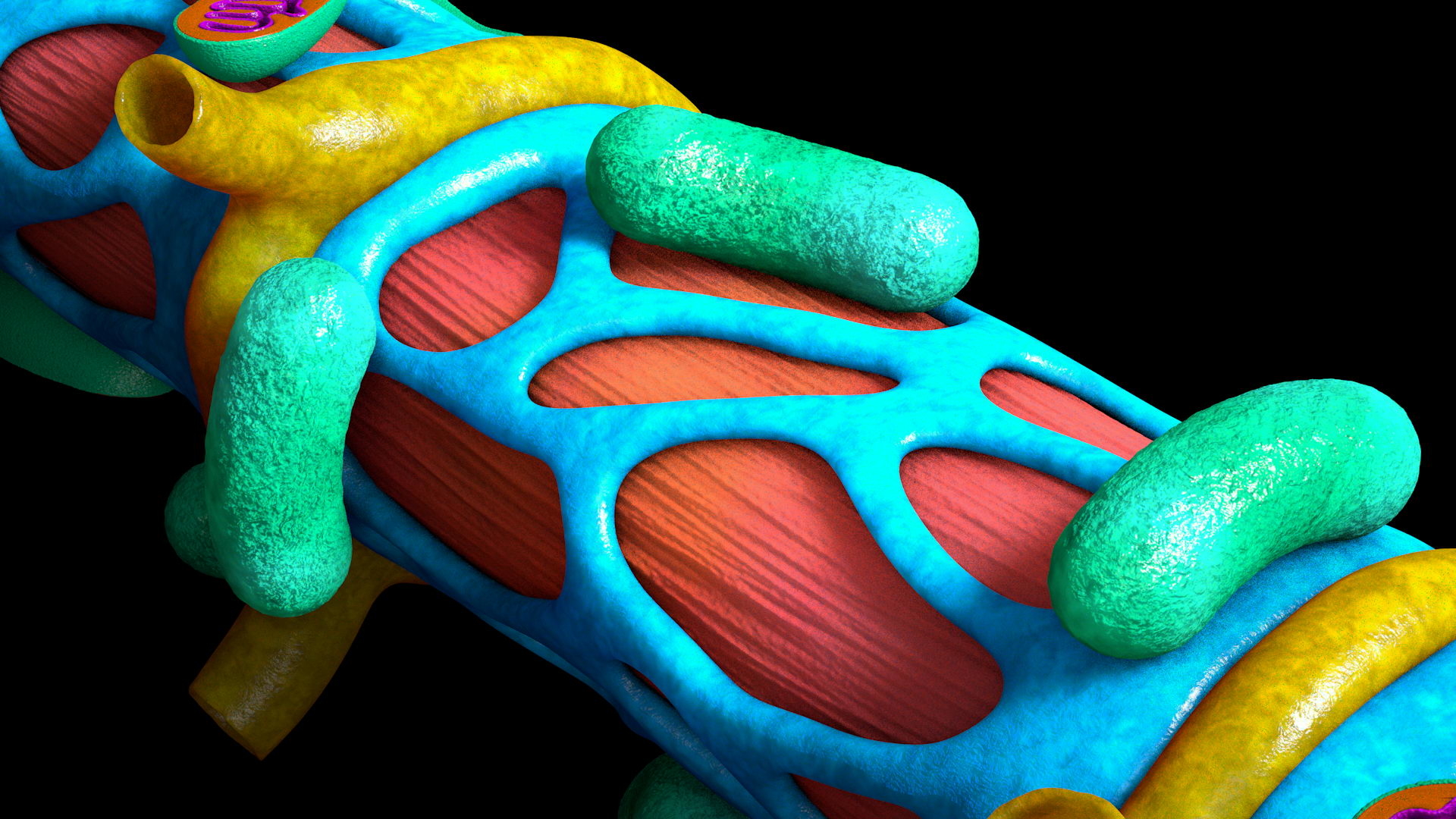 3d muscle fiber model