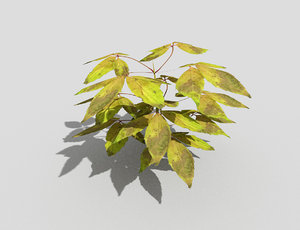3d plant model