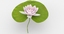 water lily animation 3d model