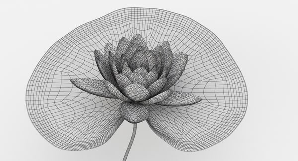 water lily animation 3d model