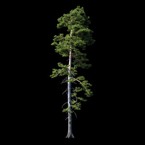 photorealistic pine tree 3d max