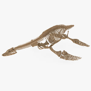 plesiosaurus skeleton 3d model