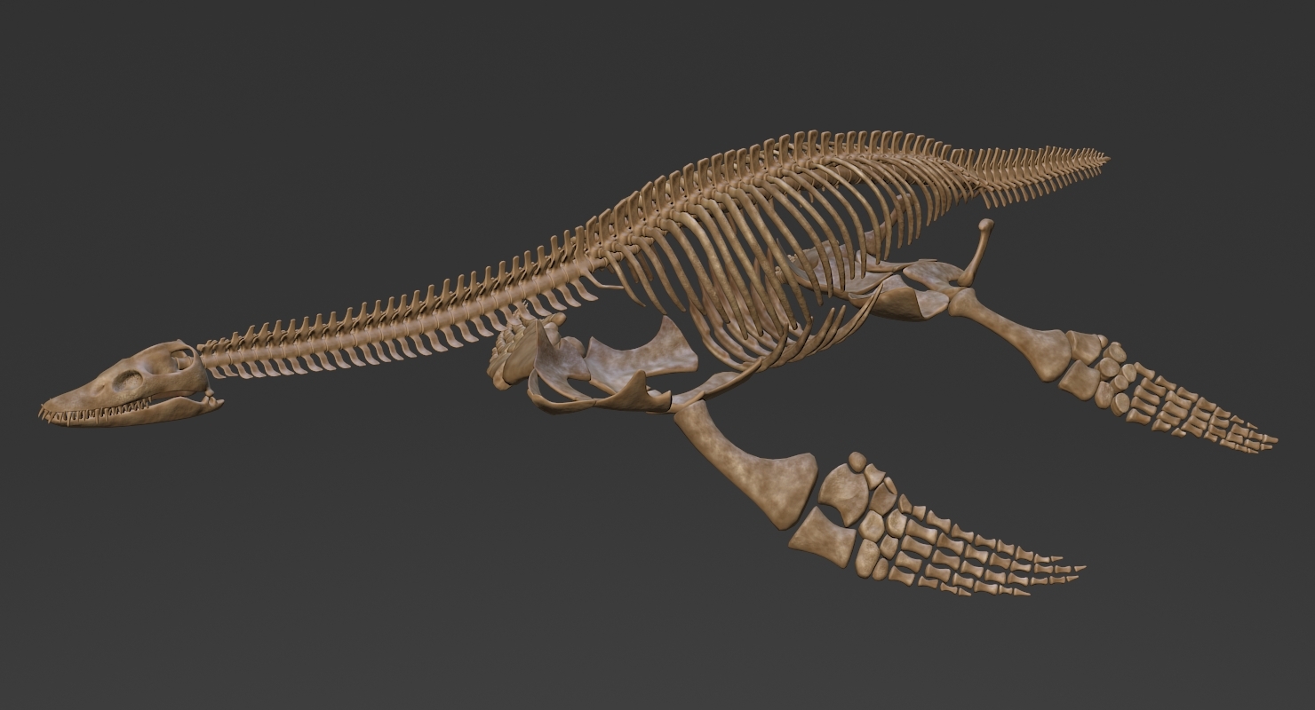 Plesiosaurus Skeleton 3d Model