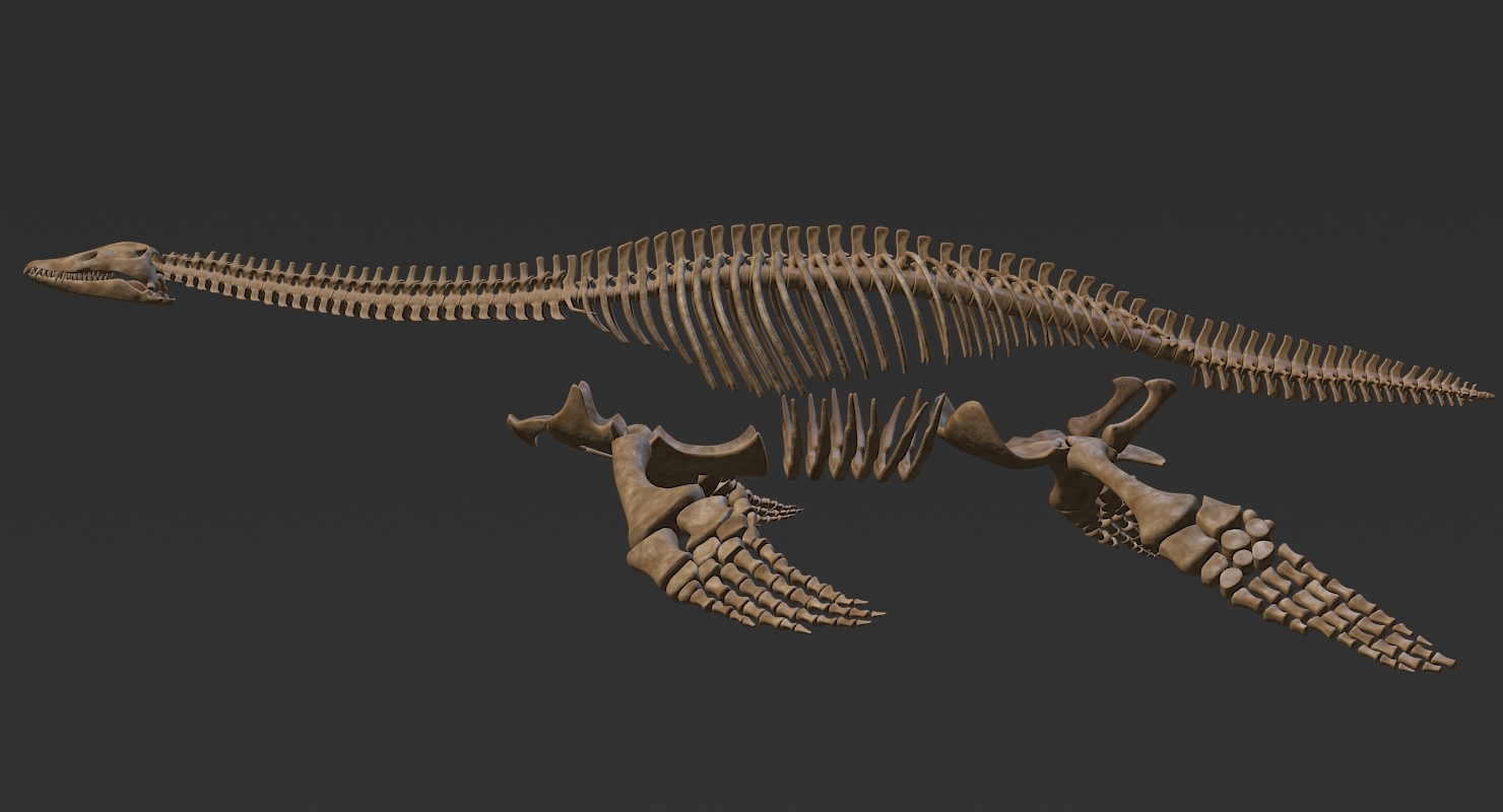 plesiosaurus skeleton 3d model