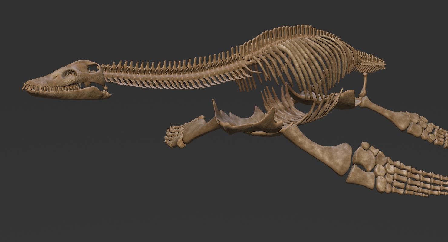 plesiosaurus skeleton 3d model