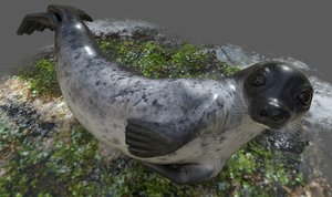 realistic common rigged seal 3d obj