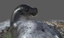 realistic common rigged seal 3d obj