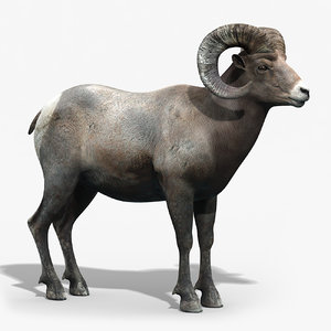 3d bighorn sheep horns