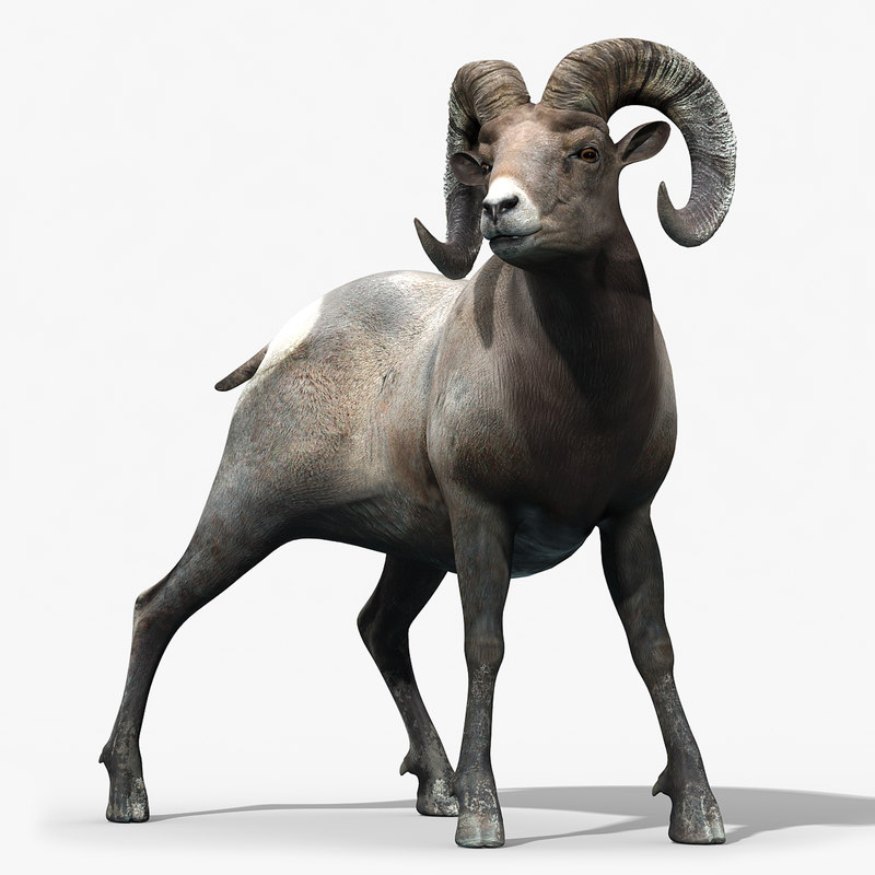 free 3d blender sheep model sheep bighorn 3d horns rigged model