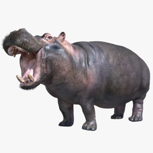 3d hippopotamus rigged model