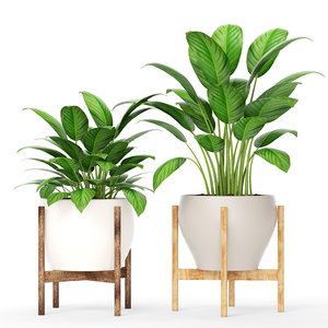 plants 3d model
