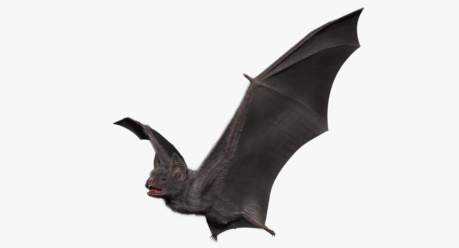 Vampire Bat 3d Model