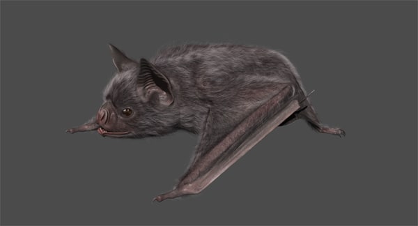vampire bat 3d model