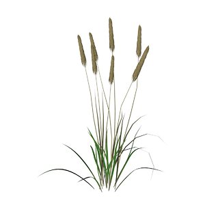 wheat plant 3d model