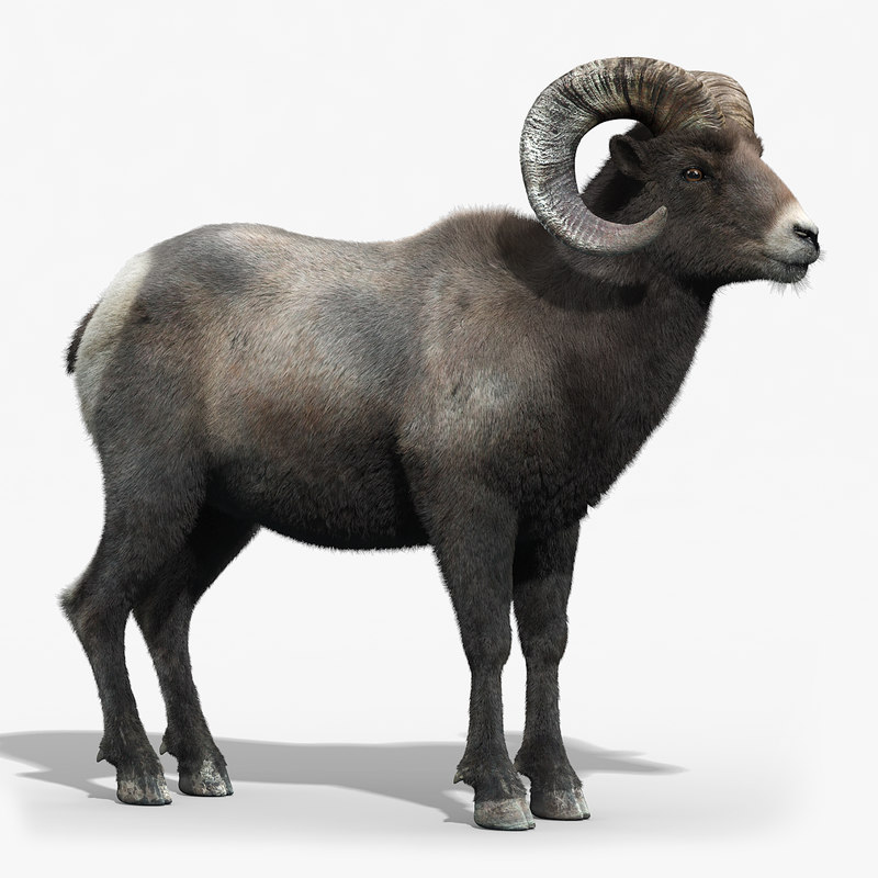 sheep blender model 3d free horns fur bighorn model 3d sheep of