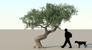olive tree 3d max