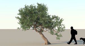 max olive tree