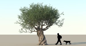 olive tree 3d model