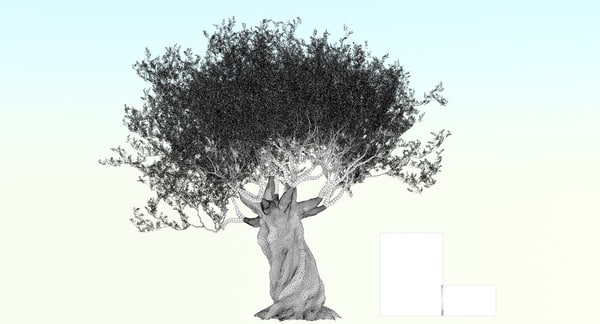 olive tree 3d model