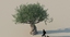olive tree 3d model