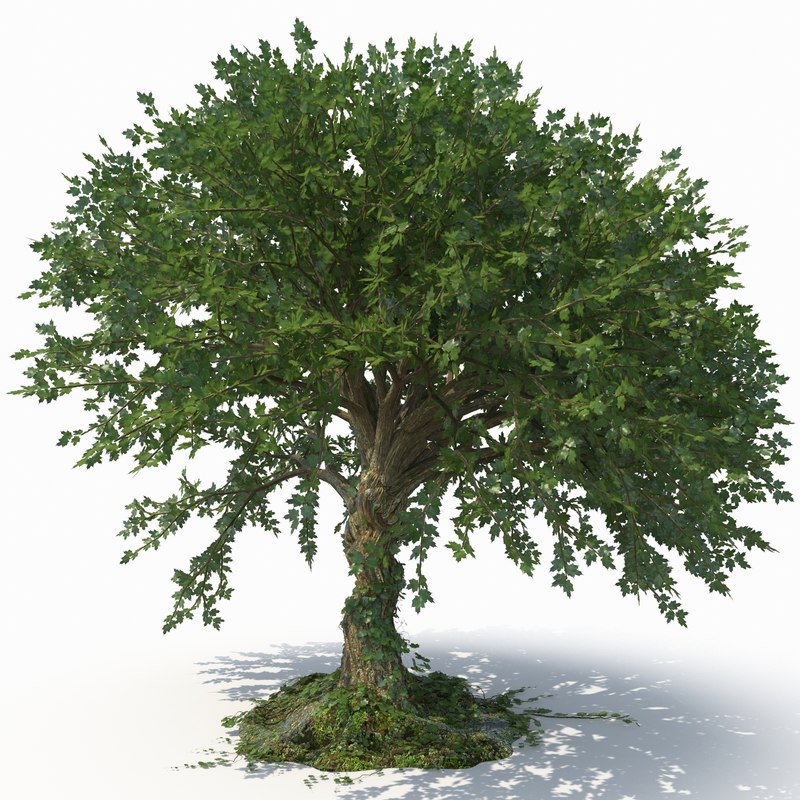 realistic tree 3d model