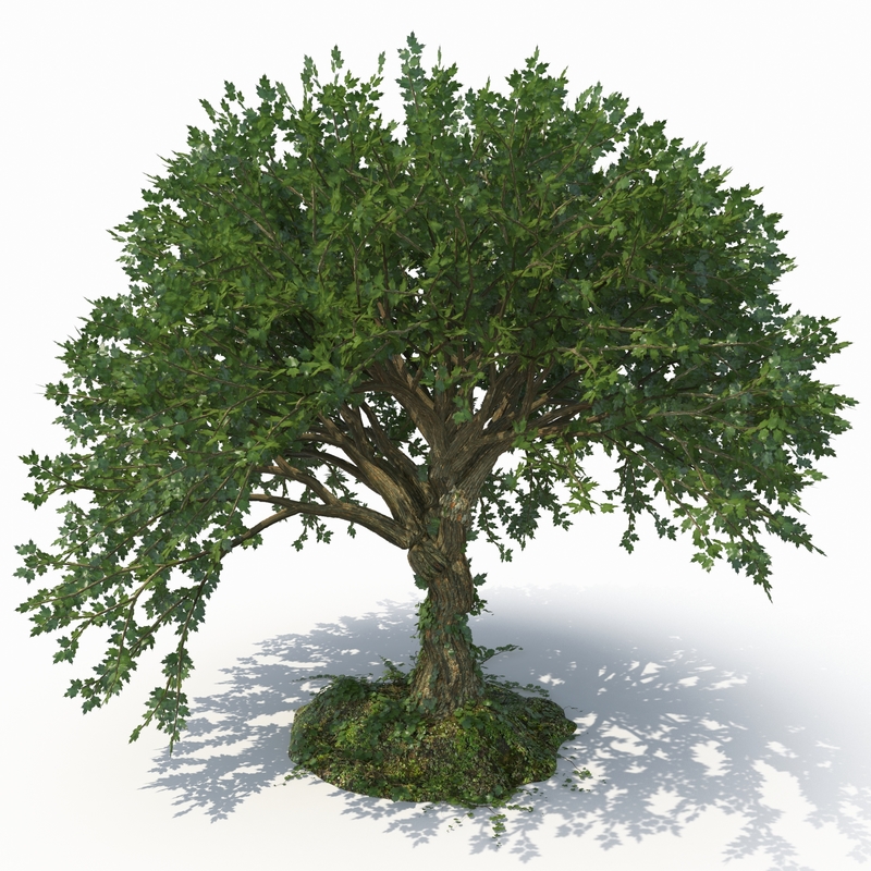 realistic tree 3d model