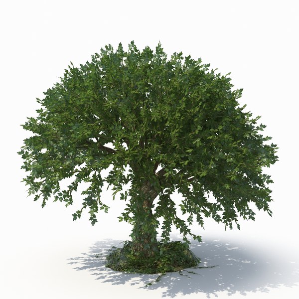 realistic tree 3d model