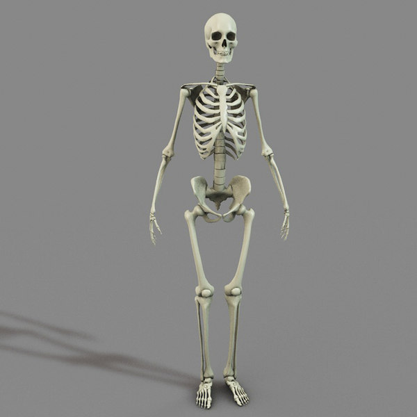 3d bone skeleton