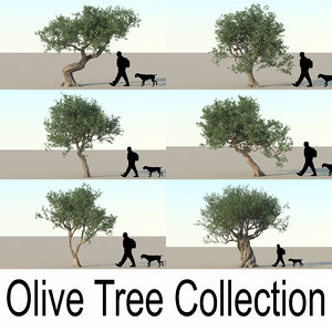olive tree max