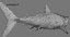 3d model of realistic shark rigged