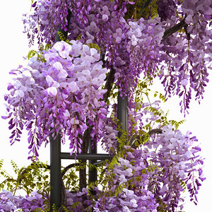 3d wisteria flowering