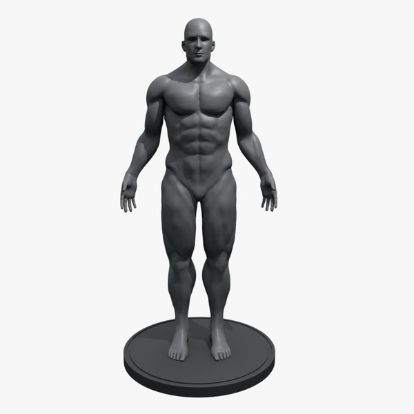 mannequin male anatomy 3d ma