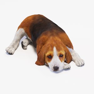 3d puppy beagle model