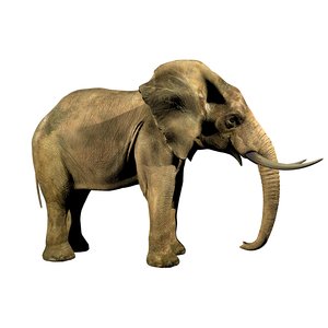 african elephant 3d model