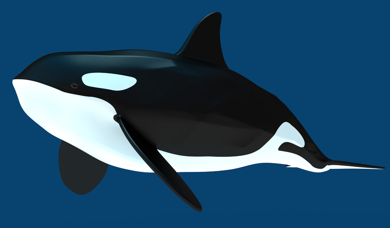 3d killer whale