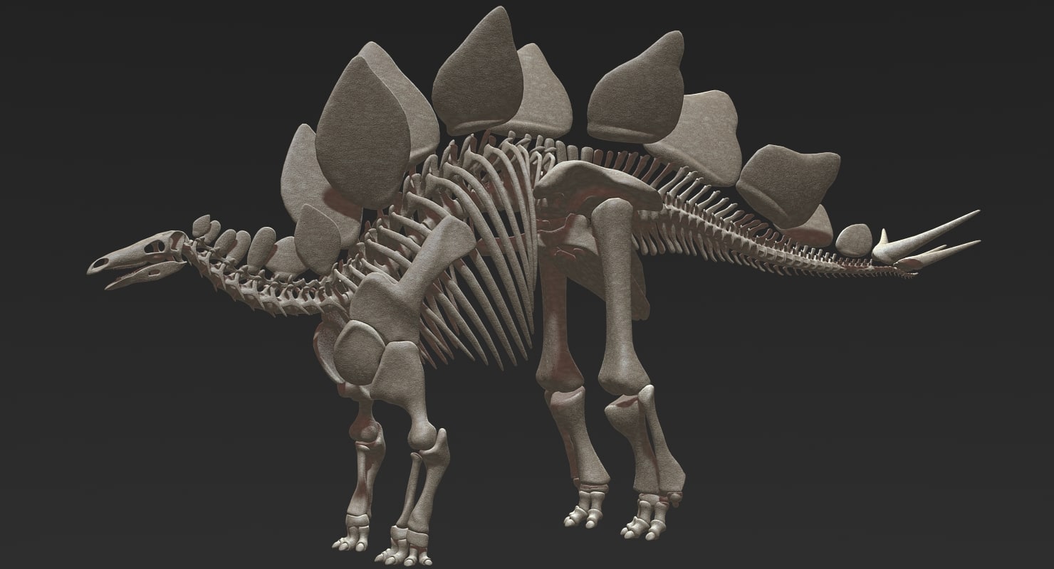 complete stegosaurus skeleton