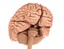 3d human brain