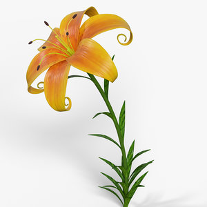 3d model cartoon lily