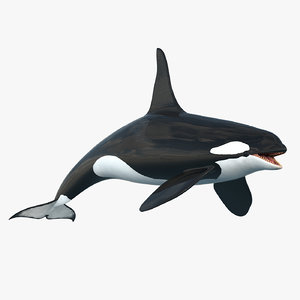 killer whale 3d model