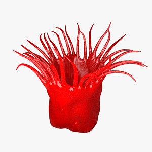 3d model of anemone actinia equina