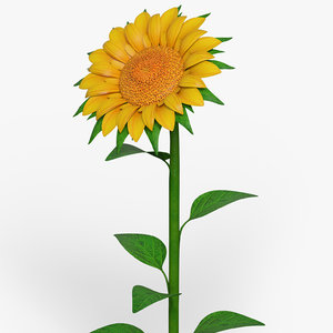 cartoon sunflower flower 3d max
