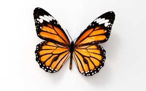 Download Animated Butterfly 3d Models For Download Turbosquid