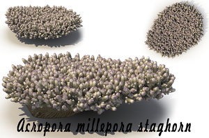 sea acropora millepora staghorn max